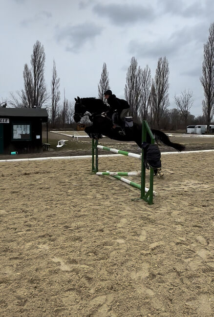 11-jährige Hannoveraner Stute, Viktoria Groszkopf, Horses For Sale, Baden , Image 6