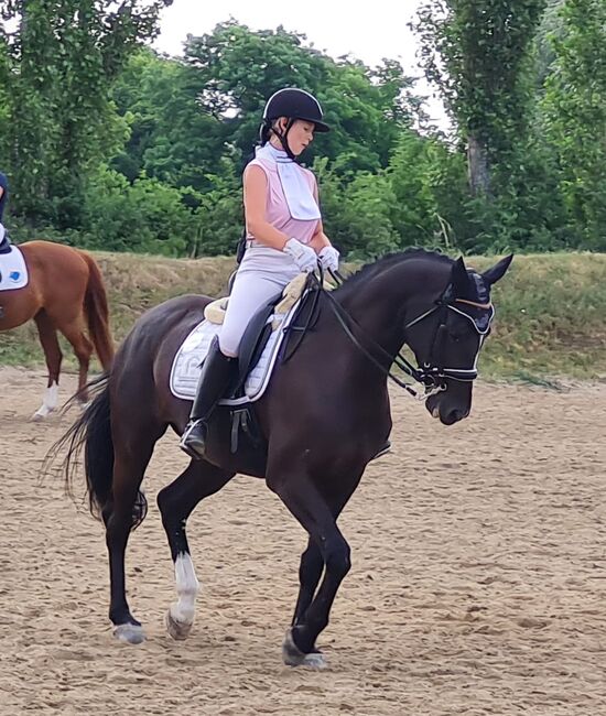 11-jährige Hannoveraner Stute, Viktoria Groszkopf, Horses For Sale, Baden , Image 4