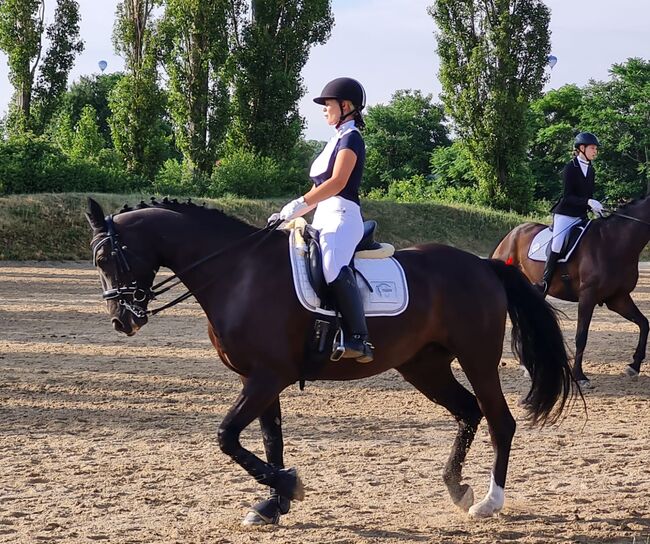 11-jährige Hannoveraner Stute, Viktoria Groszkopf, Horses For Sale, Baden , Image 3