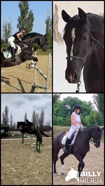 11-jährige Hannoveraner Stute, Viktoria Groszkopf, Horses For Sale, Baden , Image 10