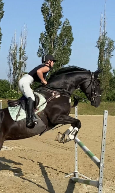 11-jährige Hannoveraner Stute, Viktoria Groszkopf, Horses For Sale, Baden 