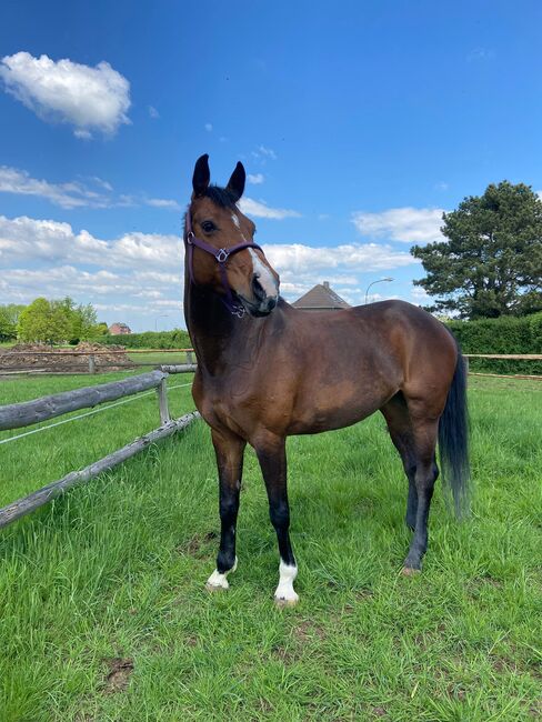 11 Jährige Stute, Nina Weitz , Horses For Sale, Grevenbroich