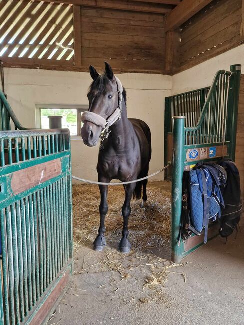 11 jähriger Oldenburger Wallach von Balou du Rouet, Sonja Gsteiger , Horses For Sale, Niederwil, Image 2