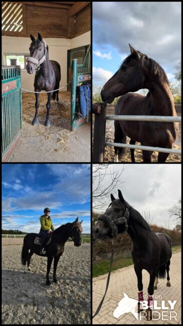 11 jähriger Oldenburger Wallach von Balou du Rouet, Sonja Gsteiger , Horses For Sale, Niederwil, Image 6