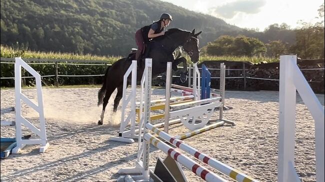 11 jähriger Oldenburger Wallach von Balou du Rouet, Sonja Gsteiger , Horses For Sale, Niederwil, Image 4