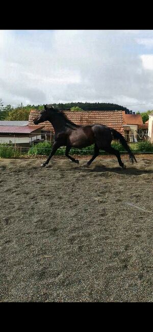 11j Stute doppelt veranlagt, Susanne Leuchter , Horses For Sale, Kladruby, Image 8