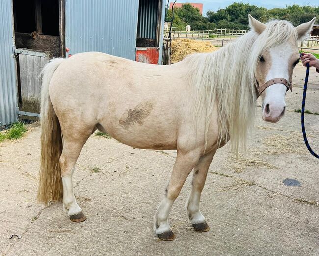 12.1hh stunning gelding, Charlotte , Horses For Sale, Great Yarmouth , Image 3