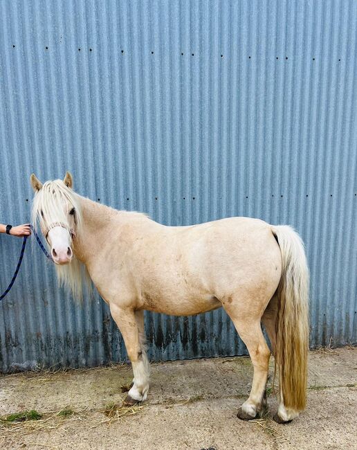 12.1hh stunning gelding, Charlotte , Horses For Sale, Great Yarmouth , Image 2