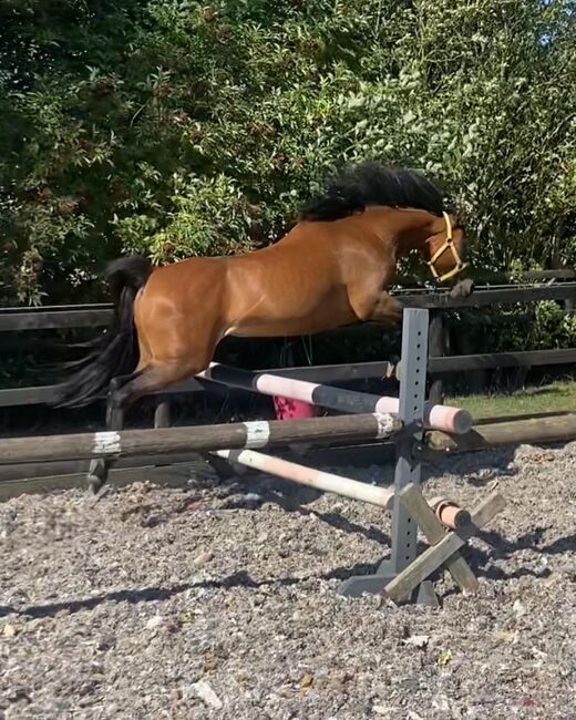 12.2 amazing hunting/ jumping pony, Farrah Bennett, Horses For Sale, Wadworth Hill, Image 2