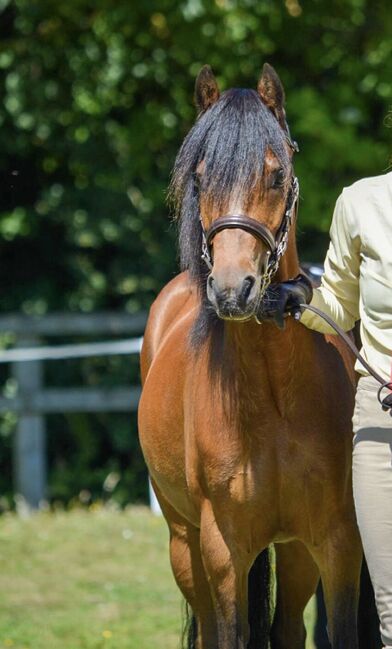 12.2 amazing hunting/ jumping pony, Farrah Bennett, Horses For Sale, Wadworth Hill, Image 3