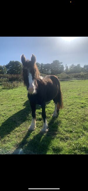 12.3hh cob mare for sale, Leah Strudwick, Pferd kaufen, Warminghurst