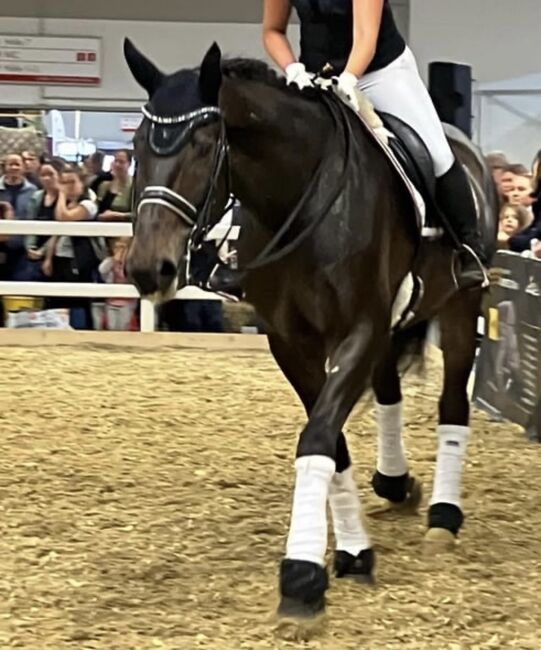 12 jähriger Zweibrücker Wallach mit Herz, Sabrina Bredl , Horses For Sale, Euskirchen, Image 3