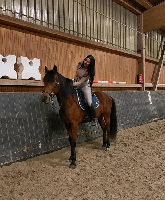 12 jähriger Berber Wallach, Nubi Angelina , Horses For Sale, Potsdam 