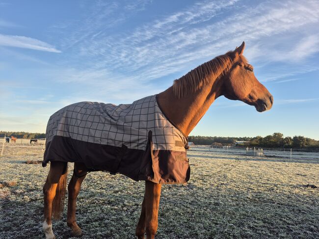 12-Jähriger Fuchs-Wallach, Nähe Rostock, Le Na , Pferd kaufen, Ribnitz-Damgarten