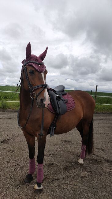 12 jähriges Freizeitpferd, Lenja Troch , Horses For Sale, Großrinderfeld, Image 5