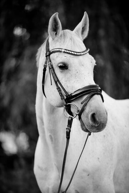 12jähriger Oldenburger Wallach sucht neues Zuhause, Natalie Neubauer , Horses For Sale, St. Marien