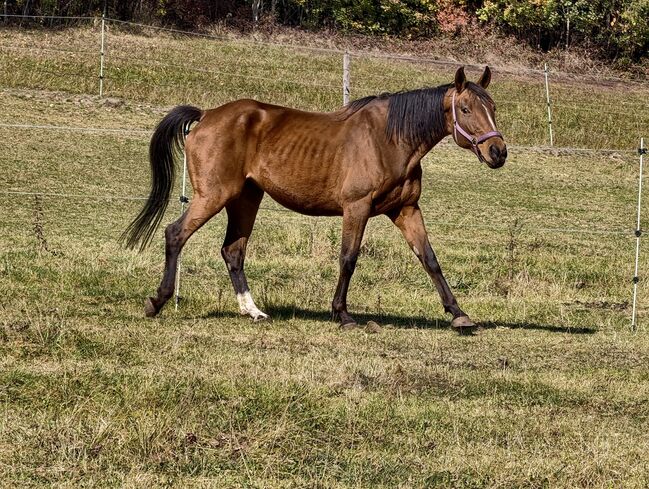 12 jährige Warmlutstute, Sandra, Horses For Sale, Sommer