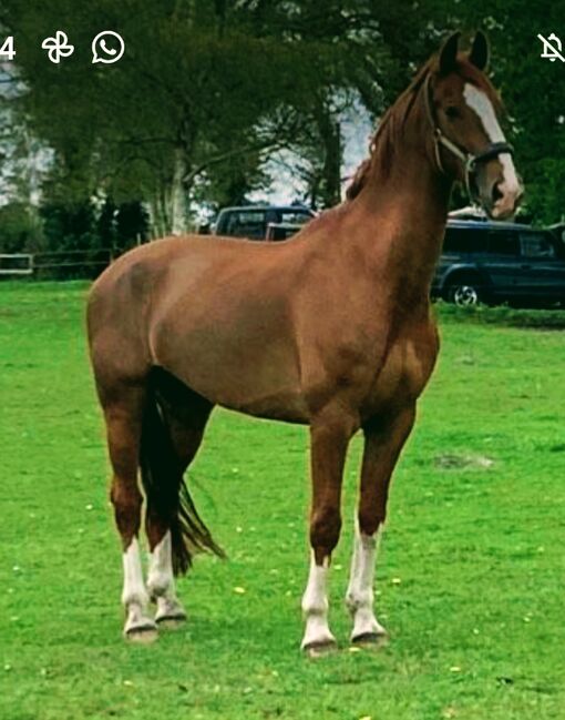 12Jähriger Wallach Vielseitigkeitspferd/Allrounder/gefahren, B.M., Konie na sprzedaż, Großheide, Image 3