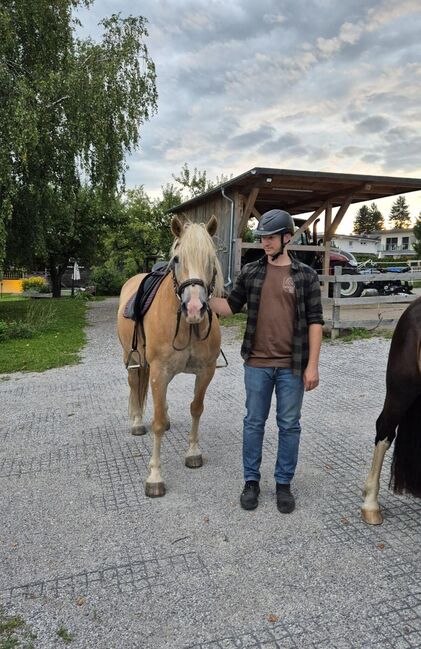 12 jährige brave Haflingerstute, Karina Fischer, Konie na sprzedaż, DROBOLLACH 