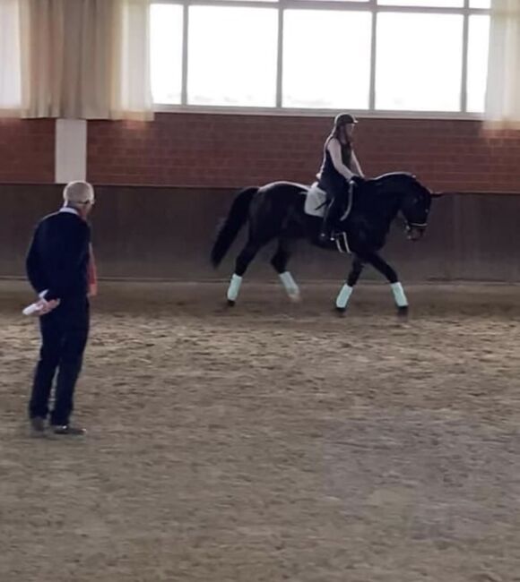 12 jähriger Zweibrücker Wallach mit Herz, Sabrina Bredl , Horses For Sale, Euskirchen, Image 5