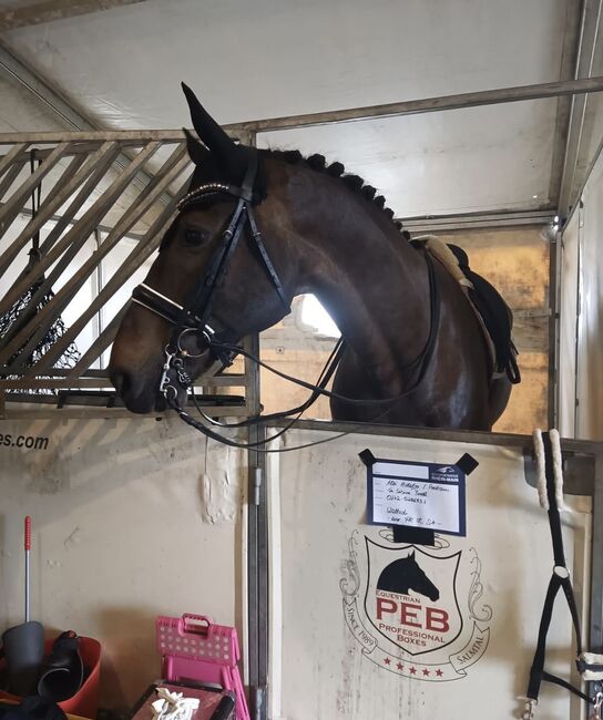 12 jähriger Zweibrücker Wallach mit Herz, Sabrina Bredl , Horses For Sale, Euskirchen, Image 6