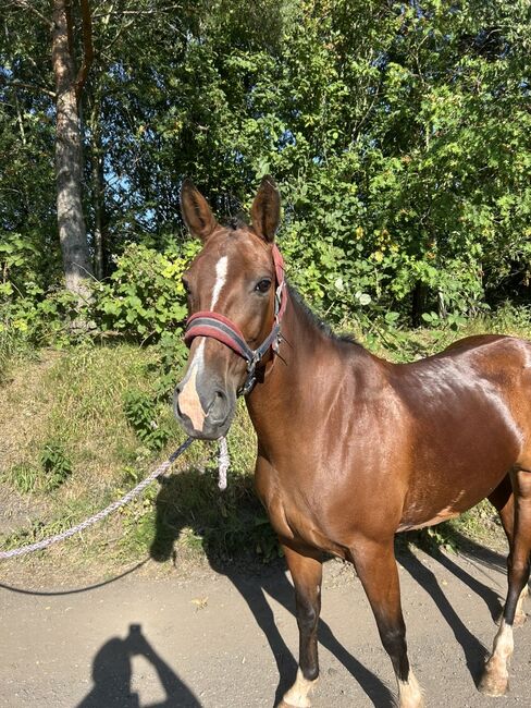 12 year old bay Irish sports horse racing 15.1hh, Lauren Mills, Horses For Sale, Durham