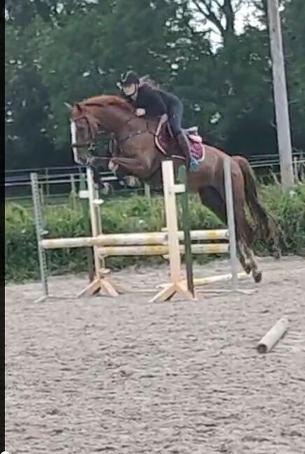 12Jähriger Wallach Vielseitigkeitspferd/Allrounder/gefahren, B.M., Pferd kaufen, Großheide