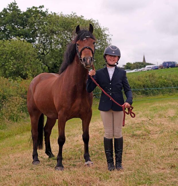 13.2 well bred section c mare, Lisa, Horses For Sale, Swansea