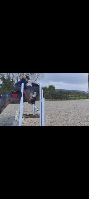 13.2hh Bay Roan, C jones , Horses For Sale, Stretcholt, Image 5