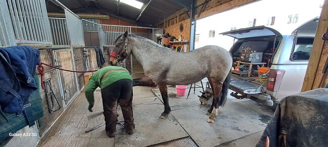 13.2hh Bay Roan, C jones , Horses For Sale, Stretcholt, Image 8