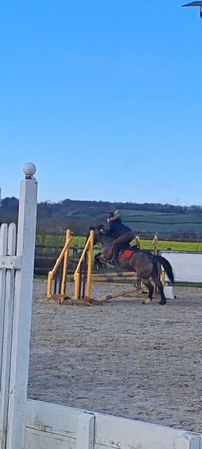 13.2hh Bay Roan, C jones , Horses For Sale, Stretcholt, Image 4