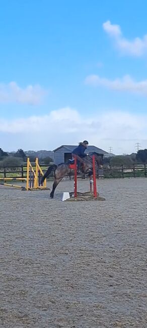 13.2hh Bay Roan, C jones , Horses For Sale, Stretcholt