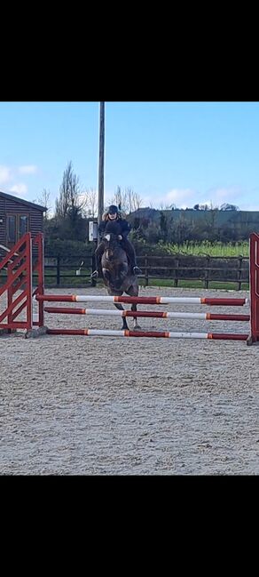 13.2hh Bay Roan, C jones , Horses For Sale, Stretcholt, Image 2