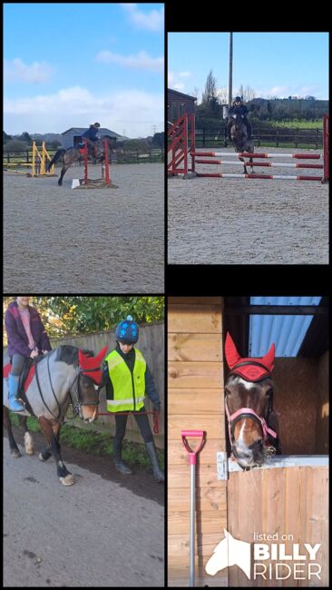 13.2hh Bay Roan, C jones , Pferd kaufen, Stretcholt, Abbildung 10