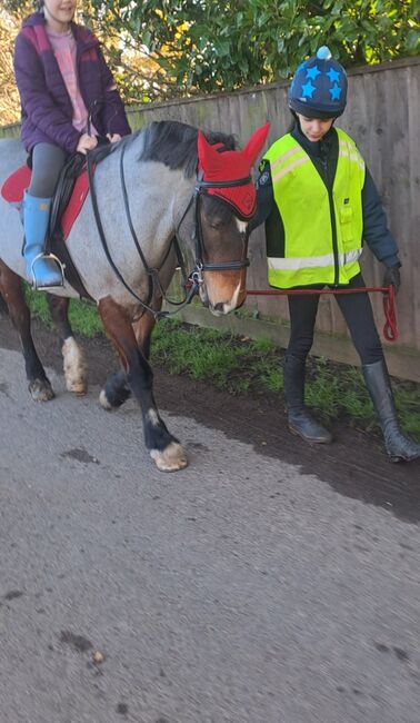 13.2hh Bay Roan, C jones , Pferd kaufen, Stretcholt, Abbildung 6