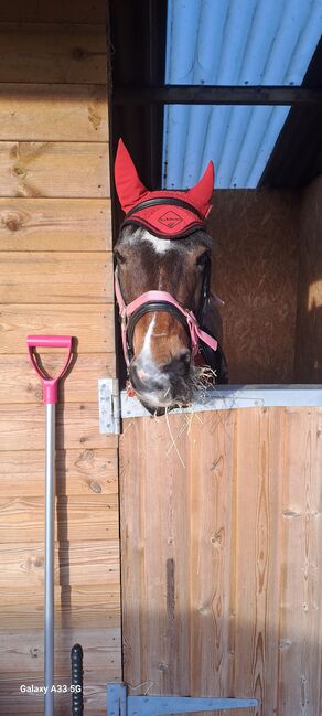 13.2hh Bay Roan, C jones , Pferd kaufen, Stretcholt, Abbildung 7