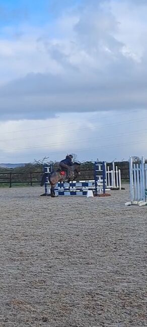 13.2hh Bay Roan, C jones , Pferd kaufen, Stretcholt, Abbildung 3