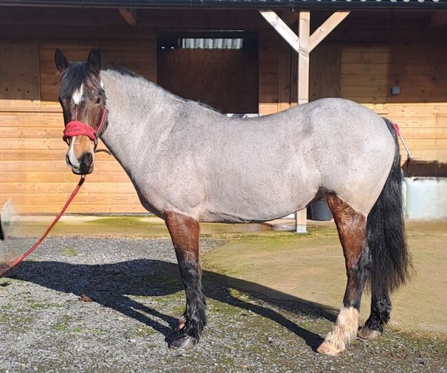 13.2hh Bay Roan, C jones , Pferd kaufen, Stretcholt, Abbildung 9