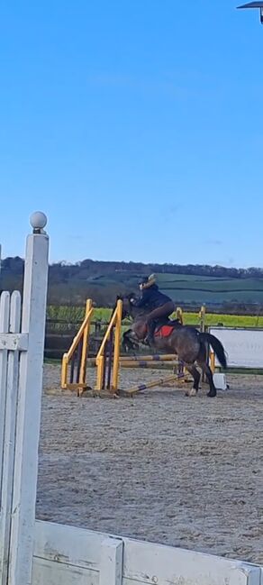 13.2hh Bay Roan, C jones , Pferd kaufen, Stretcholt, Abbildung 4