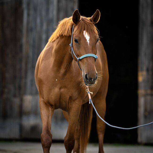 13 Jährige Zucht/Beistellstute, Angela, Horses For Sale, Mödling