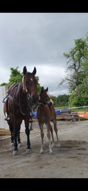 13 jährige Quarter Horse (Zucht)Stute, Anja Helmel, Horses For Sale, Sankt Willibald , Image 13