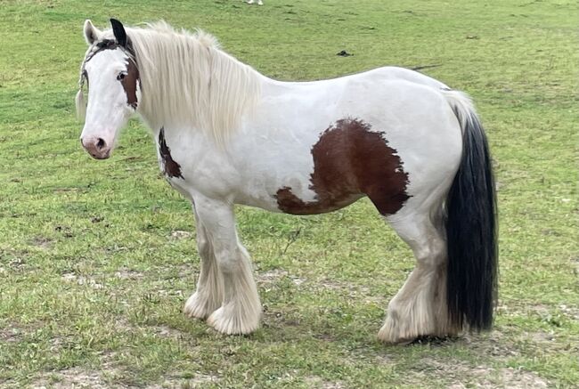 13 jähriger Tinker, Sandra H., Horses For Sale, Bargfeld-Stegen, Image 3