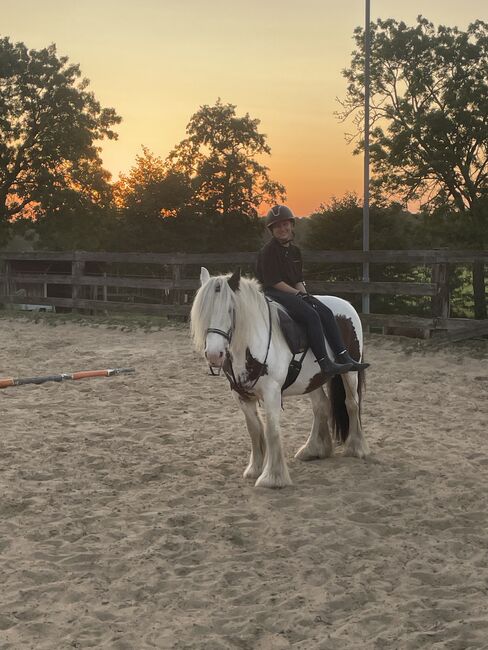 13 jähriger Tinker, Sandra H., Horses For Sale, Bargfeld-Stegen, Image 2