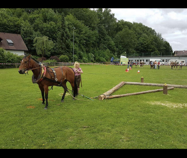 13 jährige Quarter Horse (Zucht)Stute, Anja Helmel, Pferd kaufen, Sankt Willibald , Abbildung 9