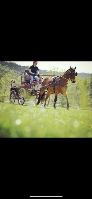 13 jährige Quarter Horse (Zucht)Stute, Anja Helmel, Pferd kaufen, Sankt Willibald 
