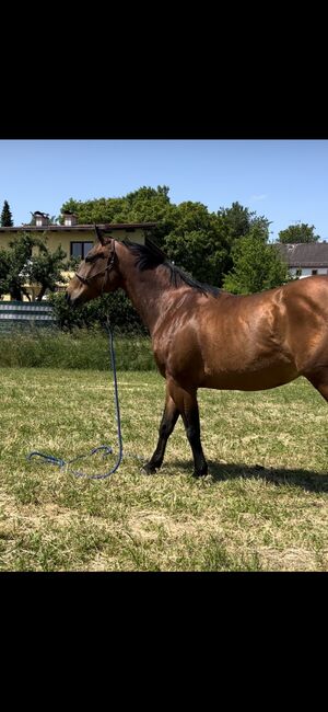 13 jährige Quarter Horse (Zucht)Stute, Anja Helmel, Pferd kaufen, Sankt Willibald , Abbildung 5