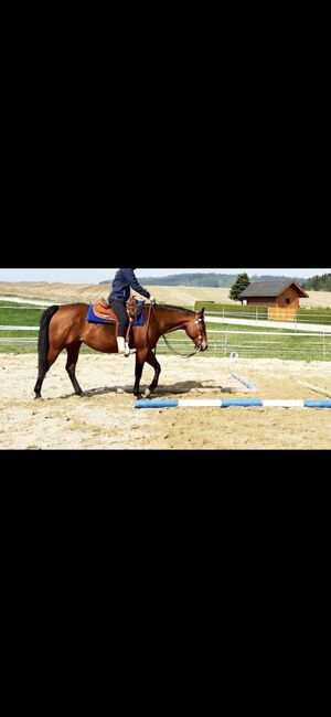 13 jährige Quarter Horse (Zucht)Stute, Anja Helmel, Pferd kaufen, Sankt Willibald , Abbildung 2