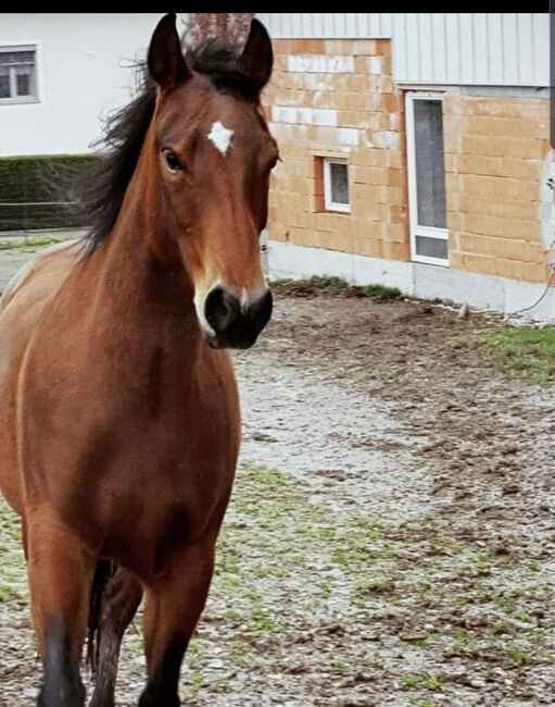 13 jährige Quarter Horse (Zucht)Stute, Anja Helmel, Pferd kaufen, Sankt Willibald , Abbildung 3