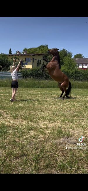 13 jährige Quarter Horse (Zucht)Stute, Anja Helmel, Pferd kaufen, Sankt Willibald , Abbildung 6