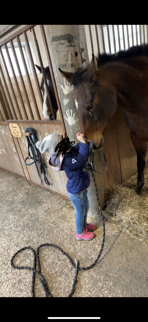 13 jährige Quarter Horse (Zucht)Stute, Anja Helmel, Pferd kaufen, Sankt Willibald , Abbildung 8